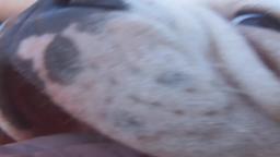 [ypt] dogy cute vid
