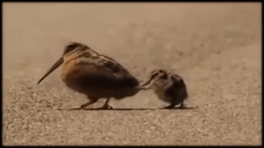 videoplayback-music-2