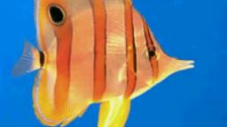 stupid fucking fish