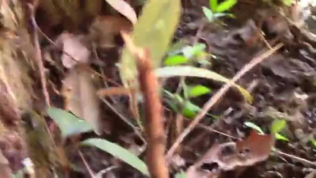 Happy Leaf Shows ALL!!