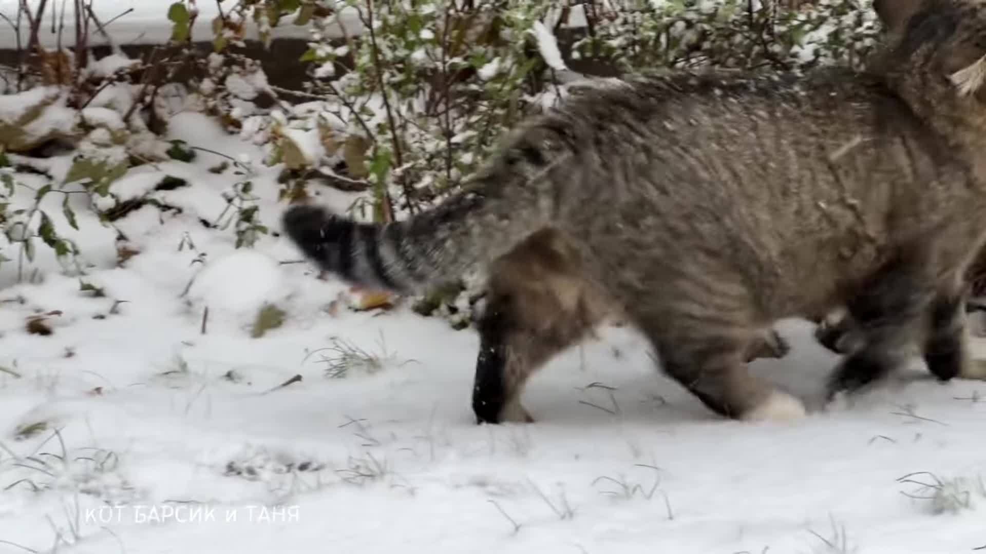 ✨Лесной кот радуется снегу как ребенок .The forest cat rejoices in the snow like a child.