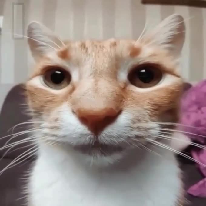 Achoo