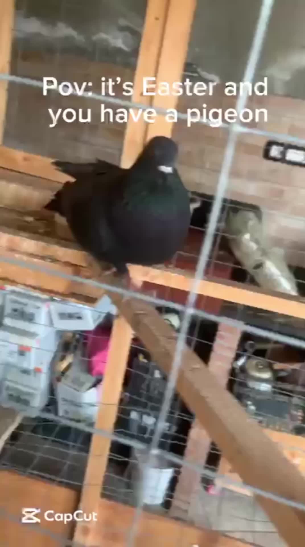 Pov: it's Easter and you have a pigeon